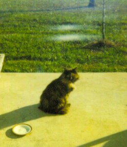 http://www.geocities.com/pashathecat/Images/Scaredy Cat