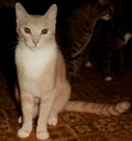  Kolorful Kittie Kat Ring Homepage Click me! Click me!
