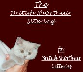 The British Shorthair Sitering