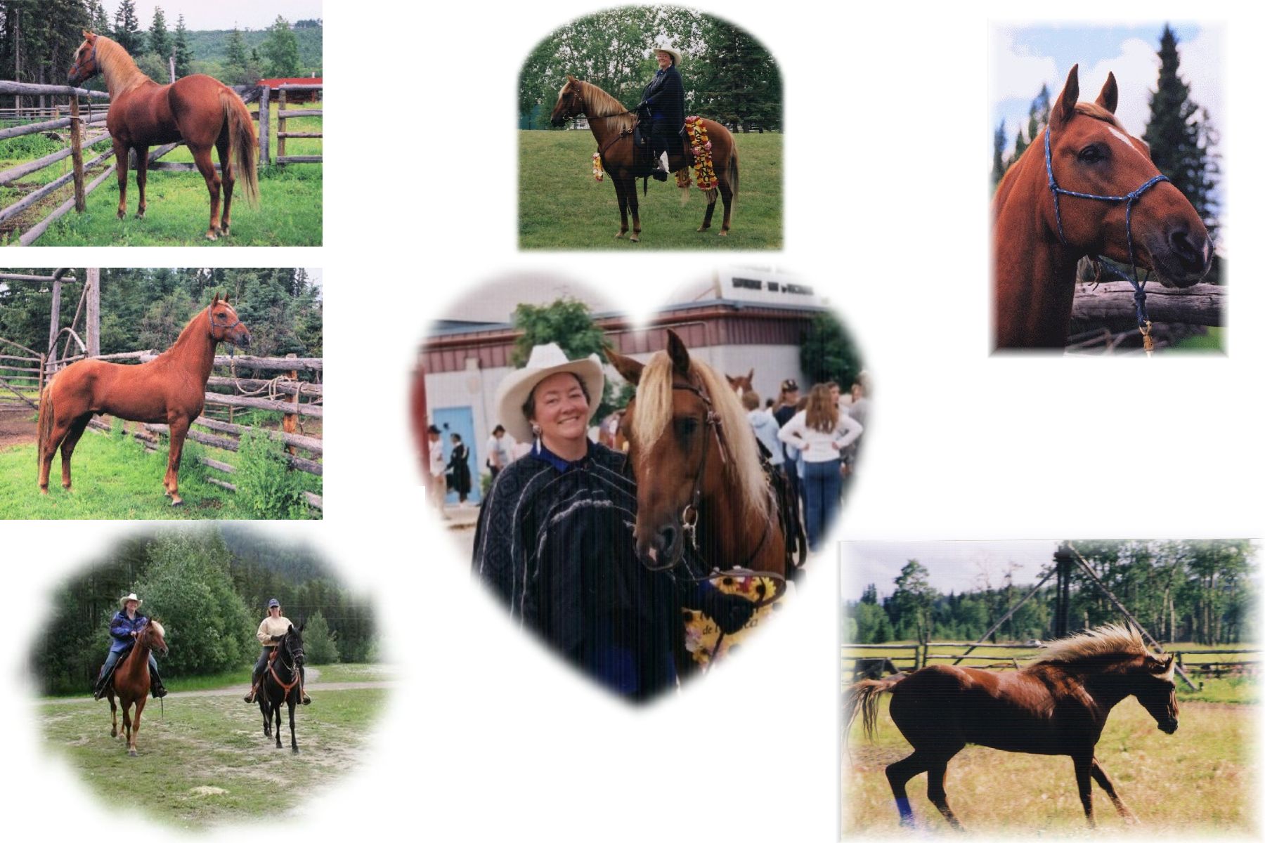 Click here to view Montar de Marca's Pedigree