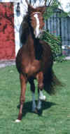 http://www.geocities.com/pasos_san_juan/alegria1.jpg (25295 bytes)