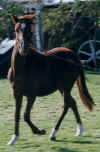 http://www.geocities.com/pasos_san_juan/amoroso.jpg (20217 bytes)