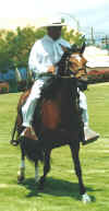 http://www.geocities.com/pasos_san_juan/paganella.jpg (47703 bytes)
