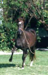 http://www.geocities.com/pasos_san_juan/piracicaba1.jpg (24197 bytes)