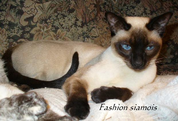 Fashion siamois