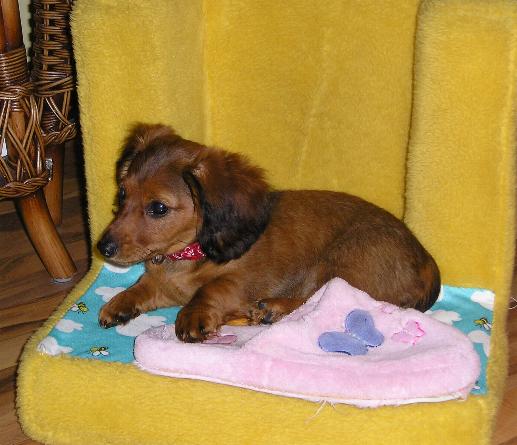 Cabotine � 3 mois