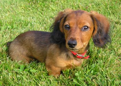 Cabotine � 4 mois