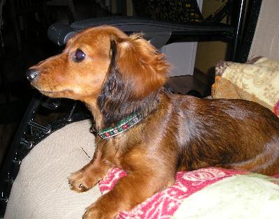 Cabotine � 5 mois