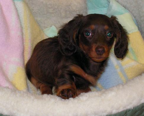 Millie