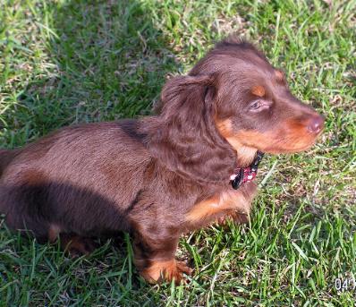 Millie