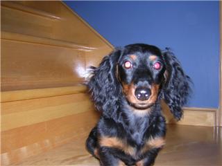 Shelly