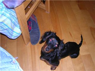 Shelly