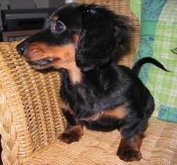 Tchoupi