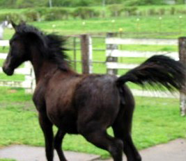 Ensbrook Avanti&nbsp; X Ensbrook Sophia by HRH Image Command !