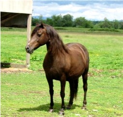Century On Command&nbsp; X&nbsp; Prospect Candy Apple by Applelvale Replica!
