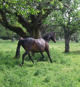 HRH Image Command&nbsp; X HVM Le Jazz&nbsp; Hot by Figures Courageous!