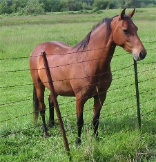 Man About Town LPS&nbsp; X&nbsp;&nbsp; HVK My Flaire Lady by Noble Flaire!