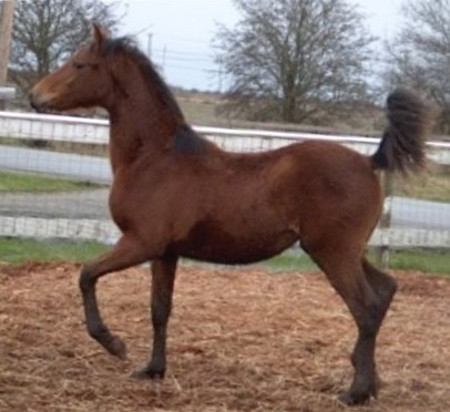  Merango Sorrento&nbsp; x Promise Of Spring by UVM Promise