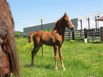 Medomak Sea Splendor&nbsp; X&nbsp; Erber's Uptown Girl&nbsp; by DSF Trophy's Cavalier!