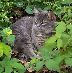 Gizmo,Spring 99