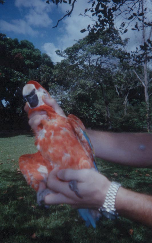Foto: Eduardo Costa - Aluno de gradua��o em Medicina Veterin�ria - UFRPE , Estagi�rio do criat�rio cient�fico e cultural CHAPARRAL - Pernambuco 