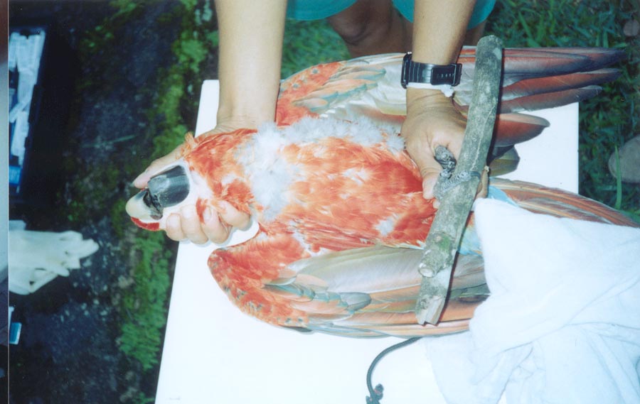 Foto: Eduardo Costa - Aluno de gradua��o em Medicina Veterin�ria - UFRPE , Estagi�rio do criat�rio cient�fico e cultural CHAPARRAL - Pernambuco 