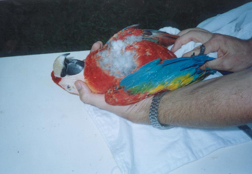 Foto: Eduardo Costa - Aluno de gradua��o em Medicina Veterin�ria - UFRPE , Estagi�rio do criat�rio cient�fico e cultural CHAPARRAL - Pernambuco 