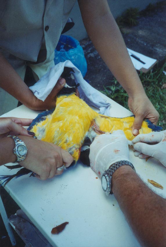 Foto: Eduardo Costa - Aluno de gradua��o em Medicina Veterin�ria - UFRPE , Estagi�rio do criat�rio cient�fico e cultural CHAPARRAL - Pernambuco 
