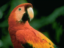 Foto:http://www.exoticbird.com/online_parrots/ara_chloroptera.html