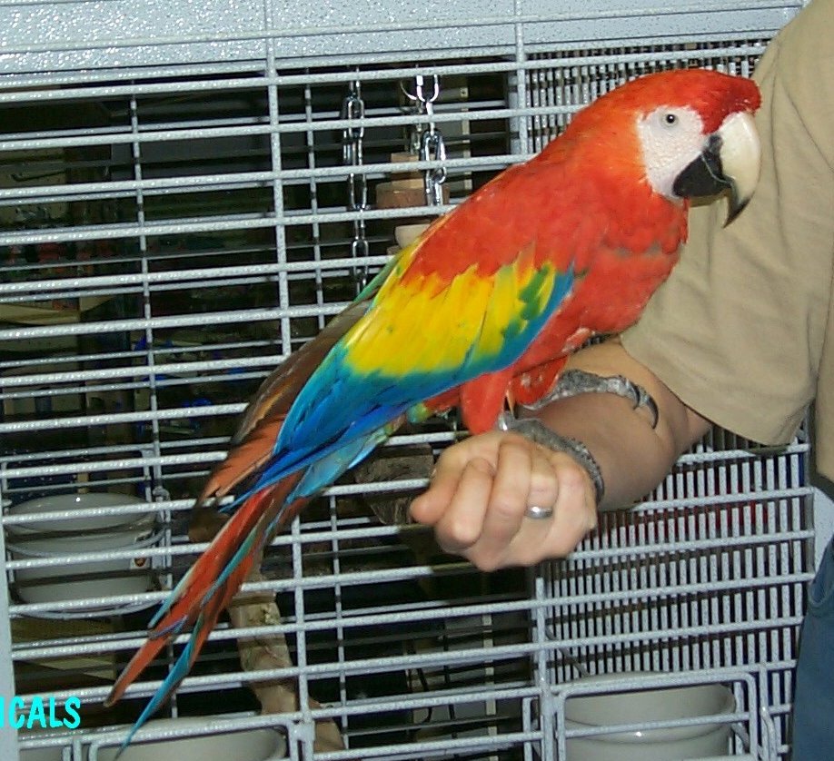 foto:http://www.exotictropicals.com/encyclo/birds/macaws/scarlet.htm