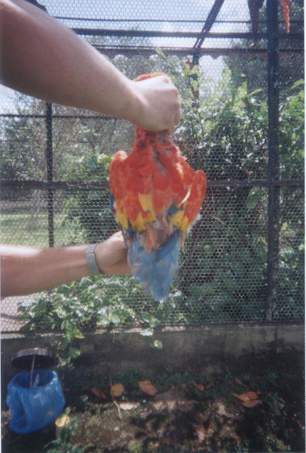 Foto: Eduardo Costa - Aluno de gradua��o em Medicina Veterin�ria - UFRPE , Estagi�rio do criat�rio cient�fico e cultural CHAPARRAL - Pernambuco 