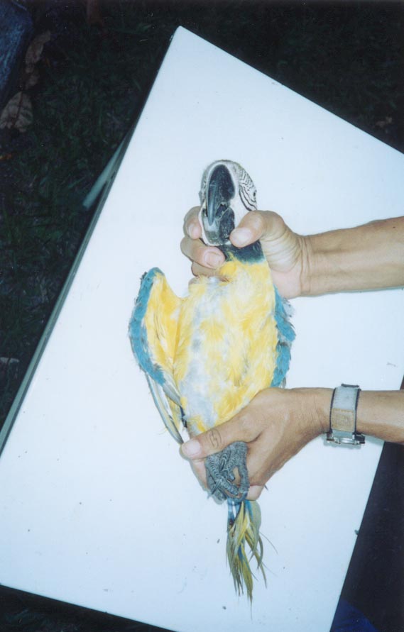Foto: Eduardo Costa - Aluno de gradua��o em Medicina Veterin�ria - UFRPE , Estagi�rio do criat�rio cient�fico e cultural CHAPARRAL - Pernambuco 