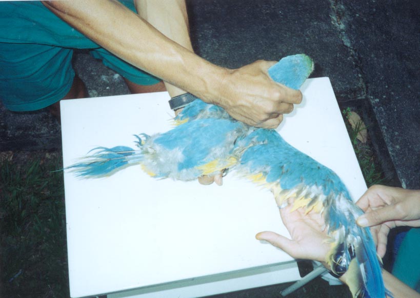 Foto: Eduardo Costa - Aluno de gradua��o em Medicina Veterin�ria - UFRPE , Estagi�rio do criat�rio cient�fico e cultural CHAPARRAL - Pernambuco 