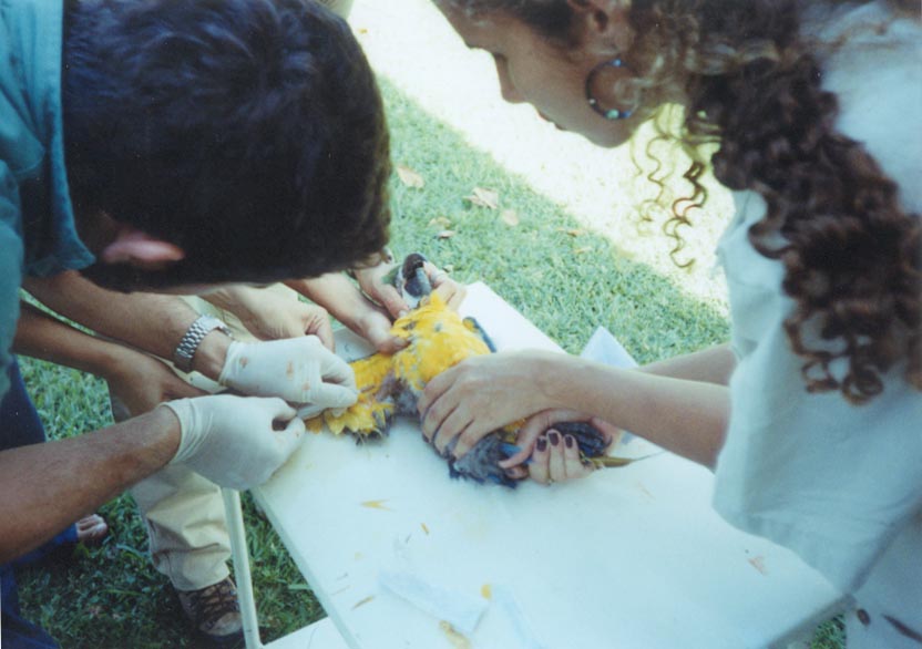 Foto: Eduardo Costa - Aluno de gradua��o em Medicina Veterin�ria - UFRPE , Estagi�rio do criat�rio cient�fico e cultural CHAPARRAL - Pernambuco 