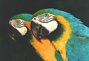 Fonte:http://orbita.starmedia.com/~natalia_iza/psitacideos/galeria1.html#arara