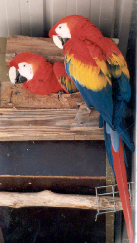  Fonte:http://bruceabeattie.server101.com/Macaws.biz/Macaws.biz/Macaws.htm