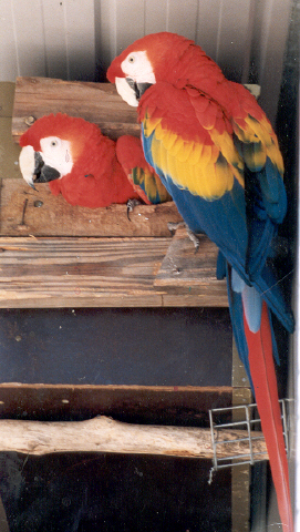  Fonte:http://bruceabeattie.server101.com/Macaws.biz/Macaws.biz/Macaws.htm