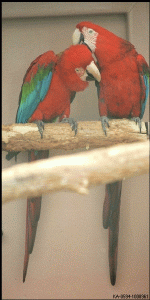  Fonte:http://www.exoticbird.com/online_parrots/ara_chloroptera.html