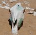 Pictures from Henties Bay