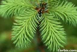 Spruce Tree