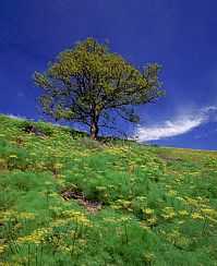 beautiful landscape with tree