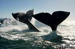 Whales