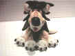 fot015 lion.jpg (11171 octets)
