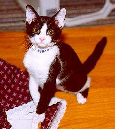"Baby" or "Bringing Up Baby" (a.k.a., Katharine Hepburn)