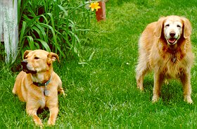 Dogs  [dogs.jpg]