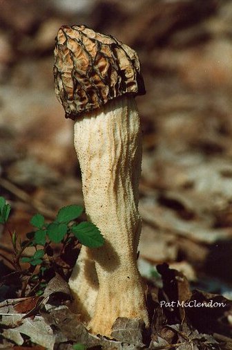 morel  [morel.jpg]