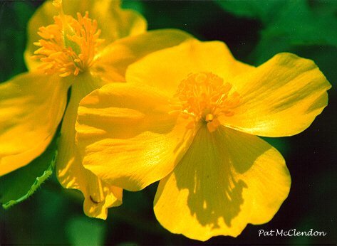 wood poppies [woodpop.jpg]