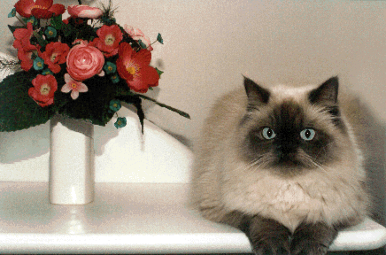 Alex the Lilith cat
