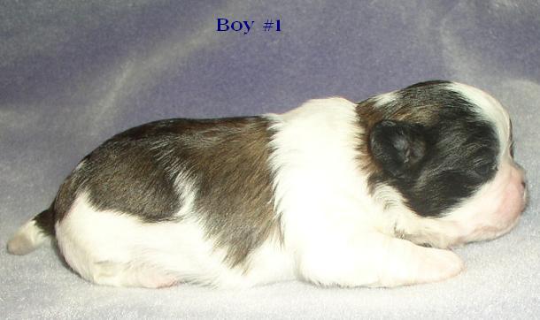 Boy