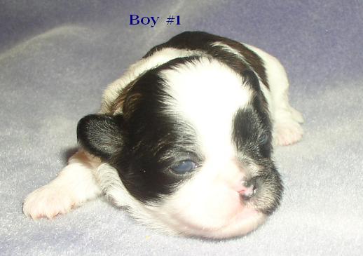 Boy